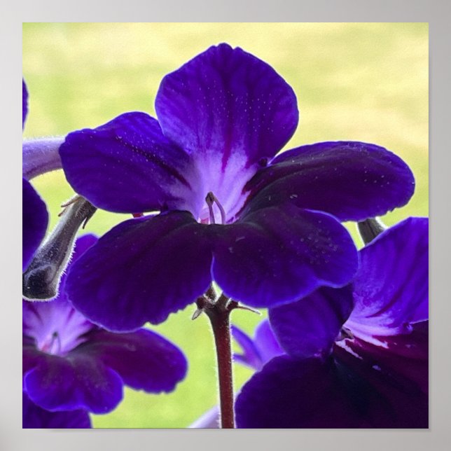 Poster de Flor do Streptocarpus Puro (Frente)