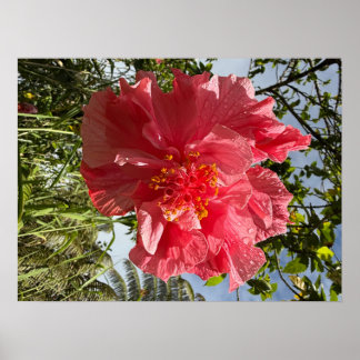 Poster de Flor Hibiscus @3dudes1life