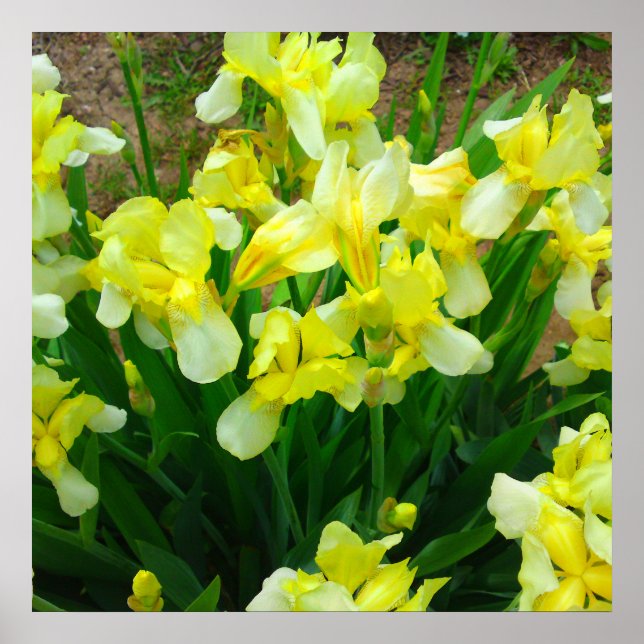 Poster de Flor Íris Amarelo (Frente)
