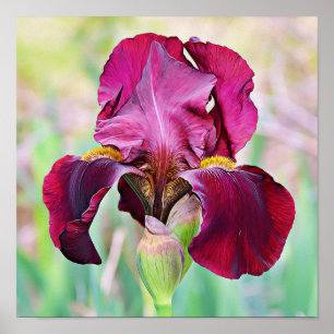Poster de Flor Íris Magenta, Rosa-Rosa,