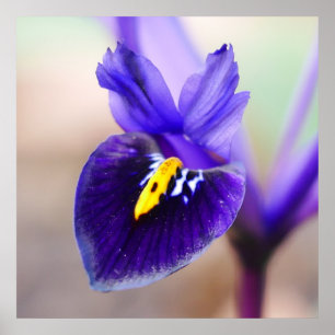 Poster de Flor Iris Reticulata