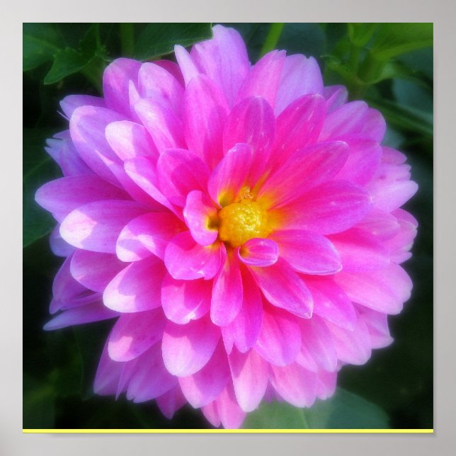 Poster de Flor Magenta (Frente)