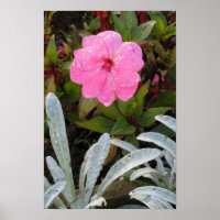 Poster de Flor Molhado