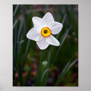 Poster de Flor Narciso