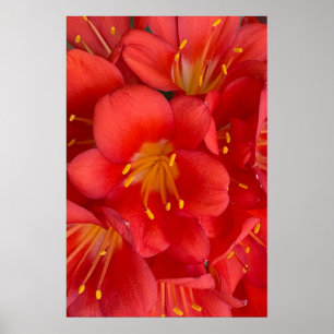 Poster de Flor Natal Lily
