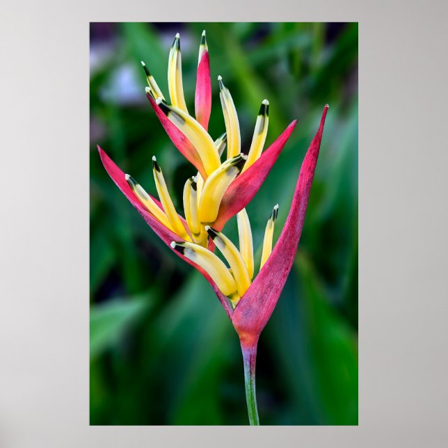 Poster de Flor Picturesco (Frente)