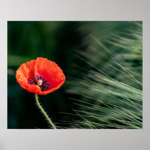 Poster de Flor Poppy