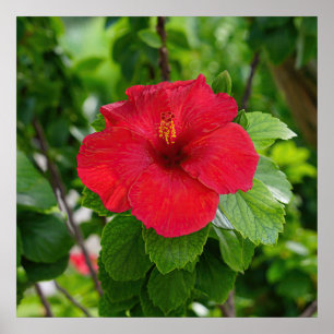 Poster de Flor Red Hibiscus
