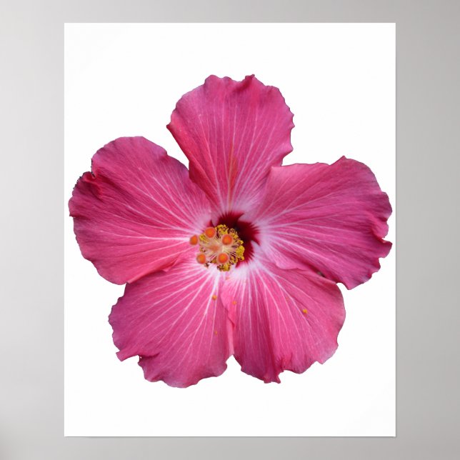 Poster de Flor Rosa (Frente)