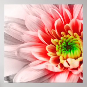 Poster de Flor Rosa