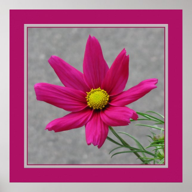 Poster de Flor Rosa (Frente)