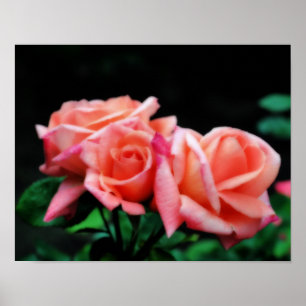 Poster de Flor Rosa de Peach