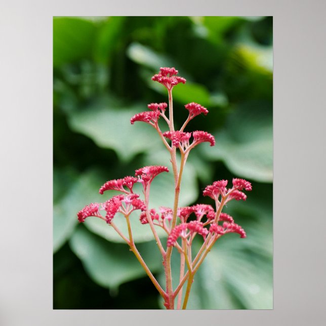 Poster de Flor Rosa Rodgersia (Frente)