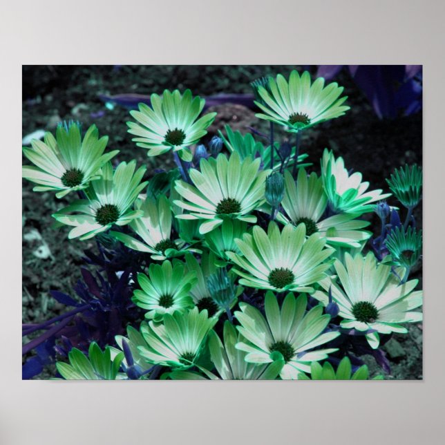 Poster de Flor Verde-Africano (Frente)
