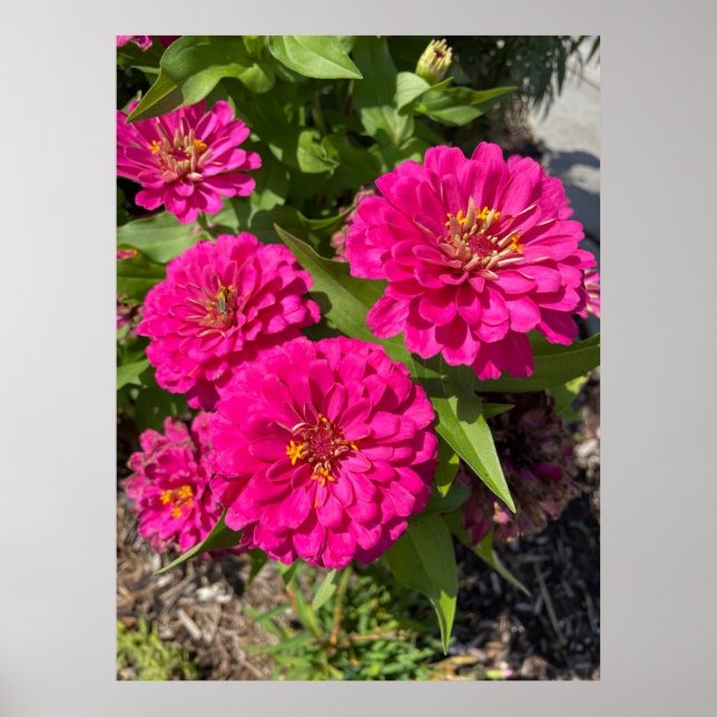 Poster de Flor Zinnia Rosa (Frente)
