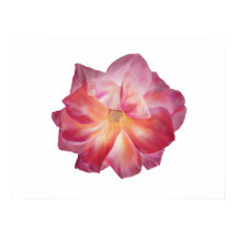 Poster de Floral Rosa de Flor Minimalista