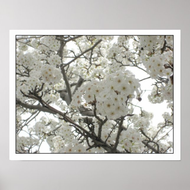 poster de flores1 (Frente)