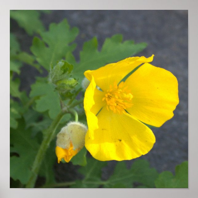 Poster de Flores Amarelas (Frente)