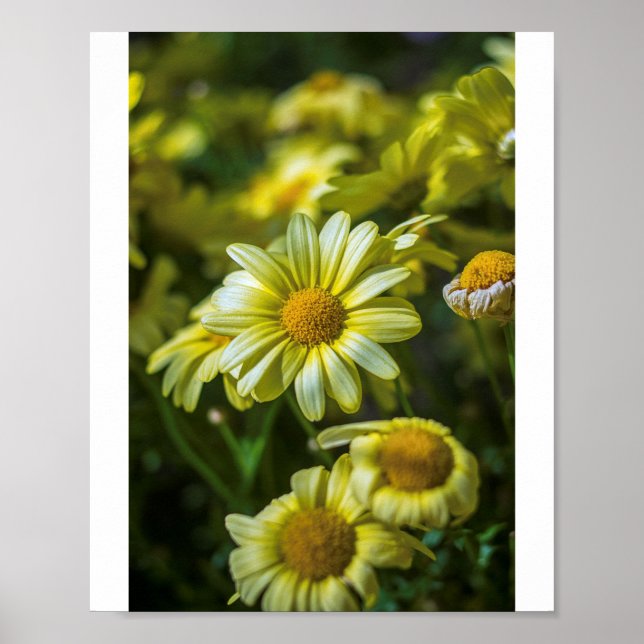 Poster de flores amarelas (Frente)