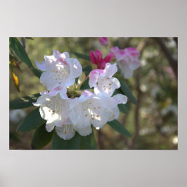 Poster de Flores Brancas