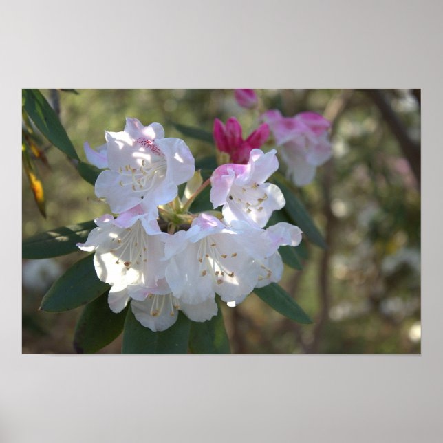 Poster de Flores Brancas (Frente)