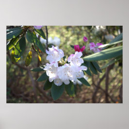 Poster de Flores Brancas