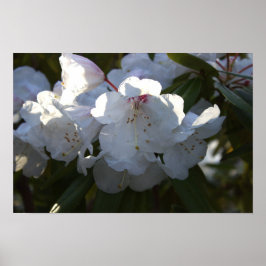 Poster de Flores Brancas