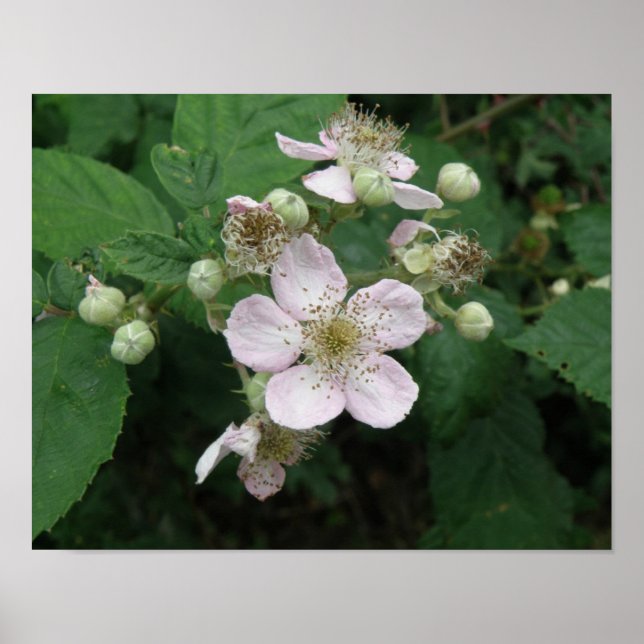 Poster de Flores de Blackberry (Frente)