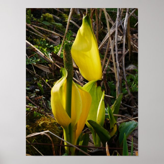 Poster de Flores de Couve Amarelo (Frente)