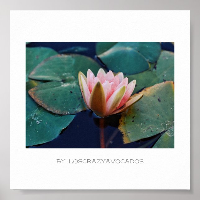 Poster de Flores de Linho de Água Rosa Estilizadas (Frente)