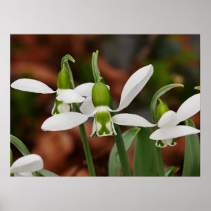 Poster de Flores de Neve