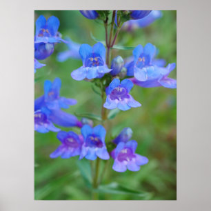 Poster de Flores de Penstemon Azul