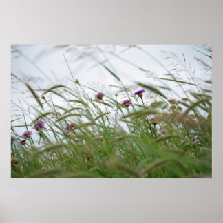 Poster de flores e ervas daninhas