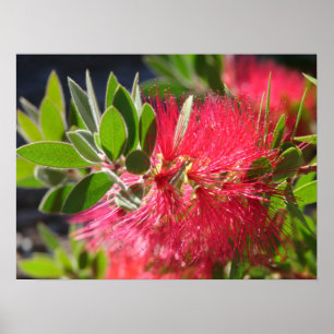 Poster de Flores Florestais Australianas