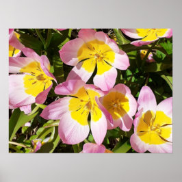Poster de Flores Rosa e Amarelo