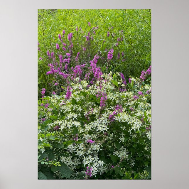 Poster de Flores Roxas (Frente)