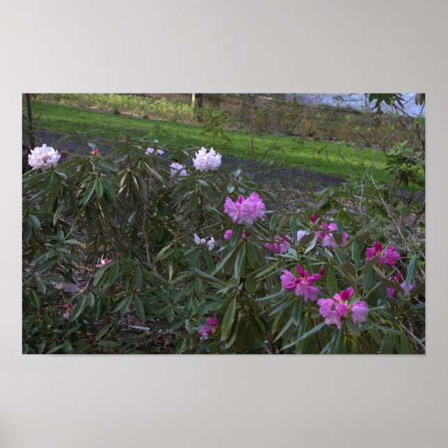 Poster de flores silvestres (Frente)