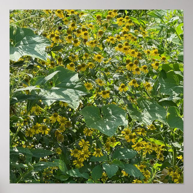 Poster de flores silvestres amarelas (Frente)