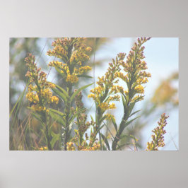 Poster de flores silvestres amarelas
