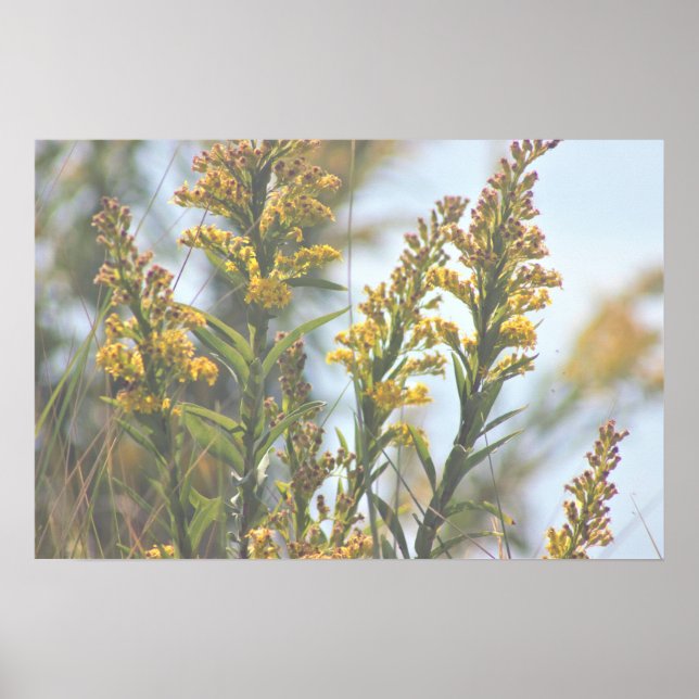 Poster de flores silvestres amarelas (Frente)