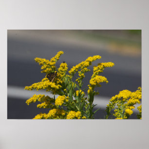 Poster de Flores Silvestres Amarelas com Borboleta