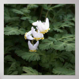 Poster de flores silvestres brancas