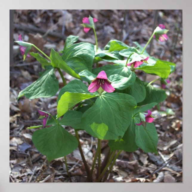 Poster de flores silvestres cor-de-rosa (Frente)