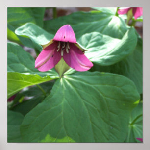 Poster de flores silvestres cor-de-rosa