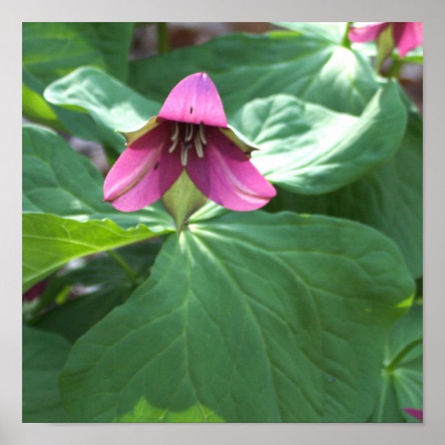 Poster de flores silvestres cor-de-rosa (Frente)