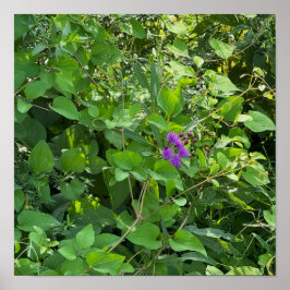 Poster de flores silvestres roxas