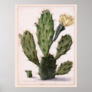 Pôster 🌵 de florescência do cacto