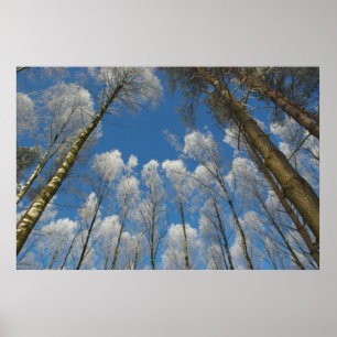 Poster de floresta congelada