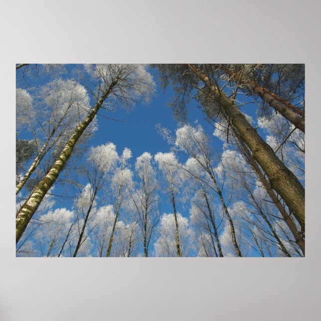 Poster de floresta congelada (Frente)