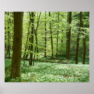 poster de floresta tranquilo